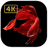 Betta fish 4K wallpaper Iphone style for Android icon
