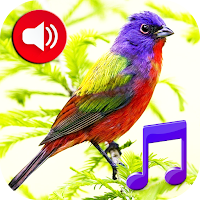 Птицы звуки и мелодии