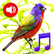 鳥サウンド着メロ＆壁紙 - Androidアプリ