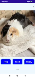 Guinea Pig Touch