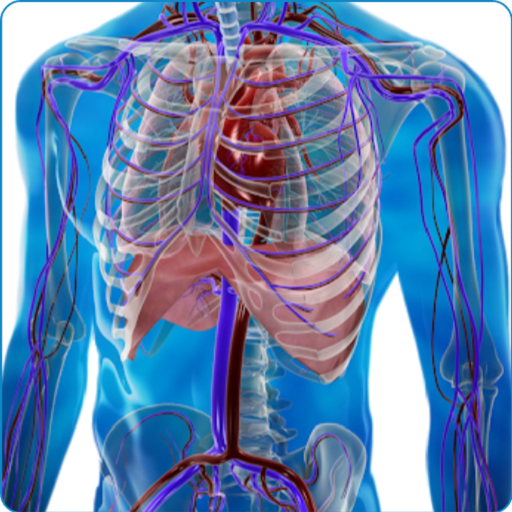 Human Arterial System  Icon