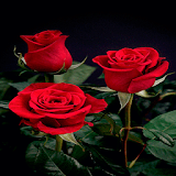 Valentine Red Roses LWP icon