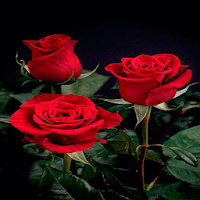 Valentine Red Roses LWP