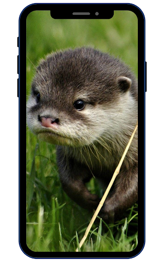 Otter Wallpapers