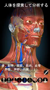 Anatomy Learning - 3D解剖学