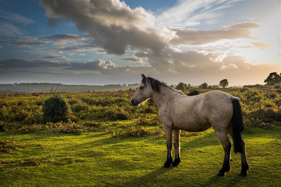 #5. Horses - Jigsaw Puzzles (Android) 게시자: App2Eleven