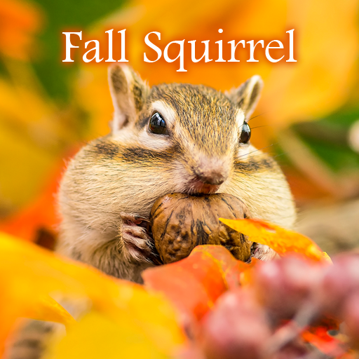 Fall Squirrel Theme icon