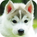 Cover Image of Télécharger Husky Puppy Wallpapers HD & 4k Backgrounds 4.0 APK
