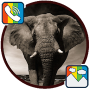 Elephant - RINGTONES and WALLPAPERS