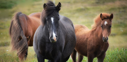 Animal Wallpapers 4K & HD