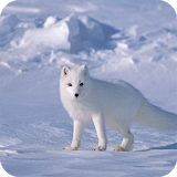 Polar Fox Wallpaper icon
