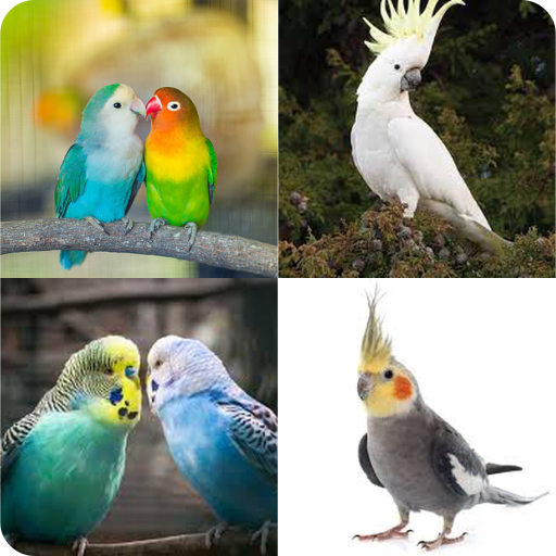 Find Bird Name