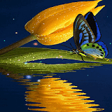 Blue Butterfly Live Wallpaper icon