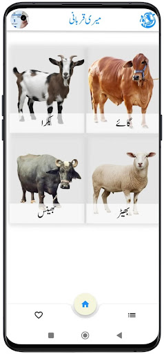 My Qurbani Screen 3