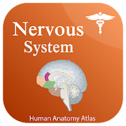 Nervous System Anatomy - Human Anatomy