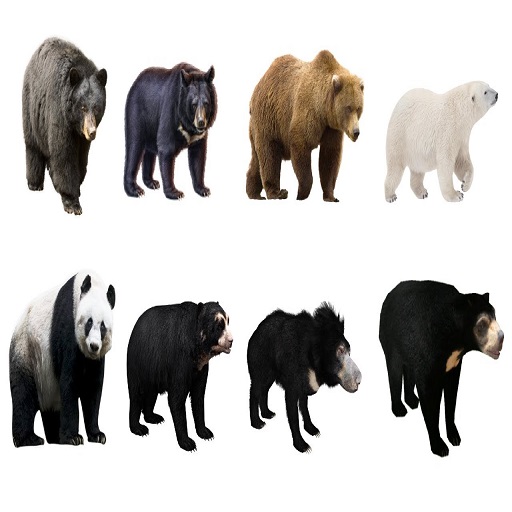 Bears and their species logo