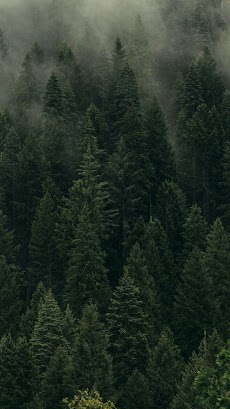 Forest Wallpaperのおすすめ画像5