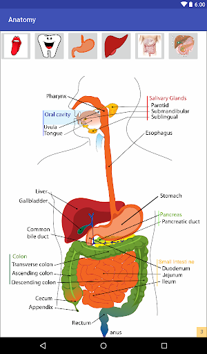 Easy Anatomy Screen 3