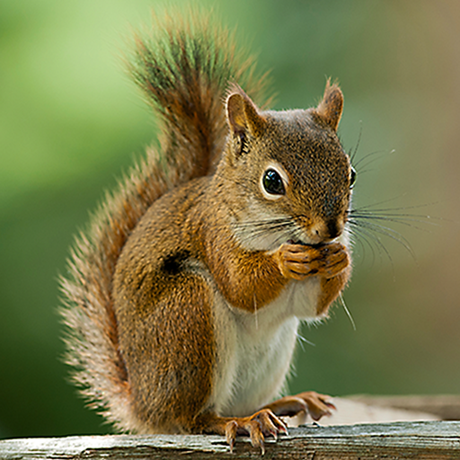 Talking Squirrel