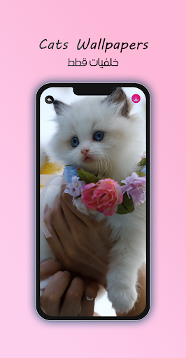 4K Cats Wallpapers Screen 3