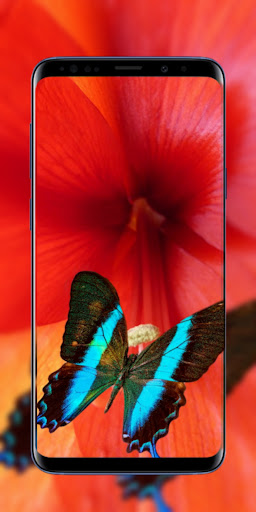 Nice butterfly wallpapers