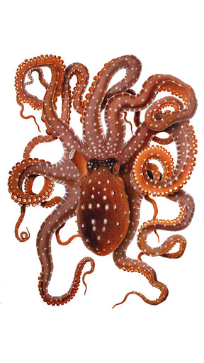 Android application cute octopus wallpaper screenshort