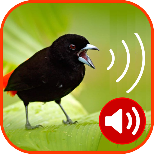 Bird Ringtones Download on Windows