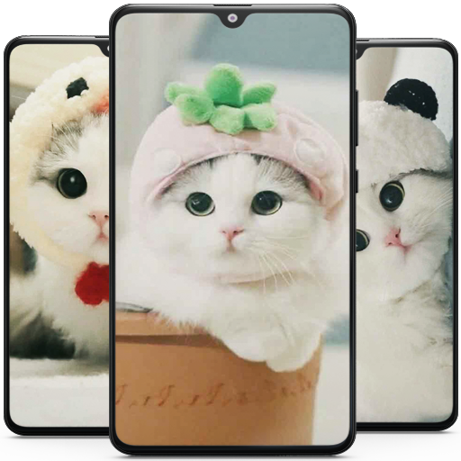 Cute Cat Wallpaper - Kitten Wallpapers Unduh di Windows