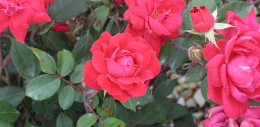 Landscape Alternatives