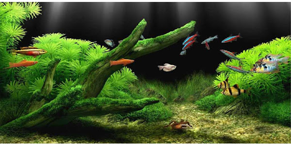 水族館ライブ壁紙 Google Play のアプリ