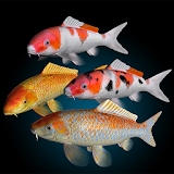 Koi Fish Live Wallpaper icon