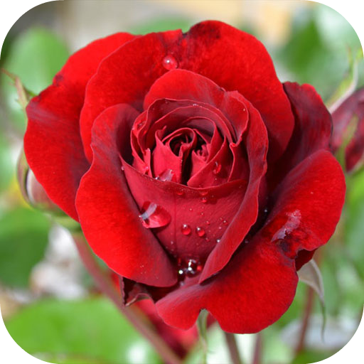 Roses - garden and grow  Icon