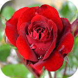 Roses - garden and grow icon