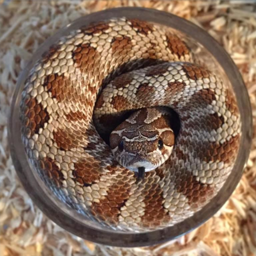 Rattlesnake Sounds Download on Windows