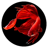 Betta Fish Wallpapers HD icon