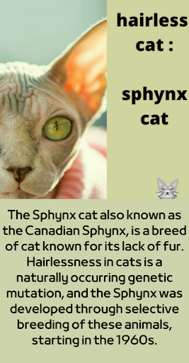 hairless cat : sphynx cat Screen 3