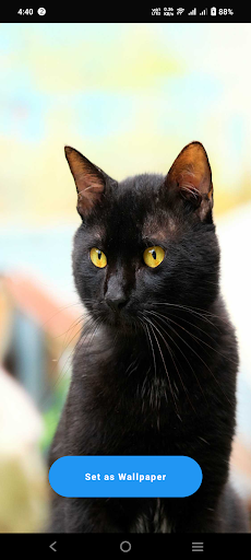 Android application Black Cat Wallpaper screenshort