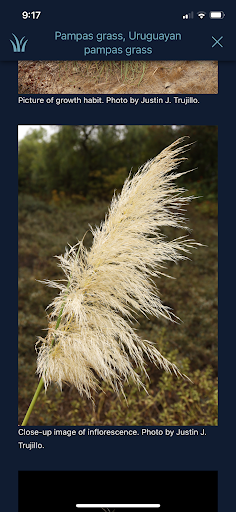 California Grasses Screen 3