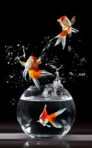 金魚ライブ壁紙 By Hq Awesome Live Wallpaper Google Play 日本 Searchman アプリマーケットデータ