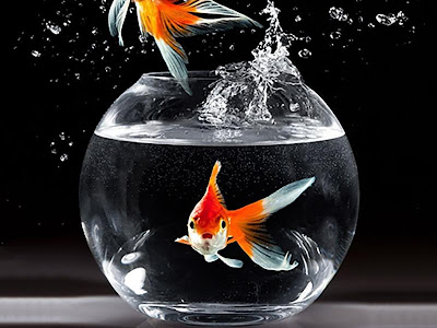 √100以上 iphone 壁紙 金魚 935250