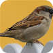 Sparrow. Birds Wallpapers - Androidアプリ