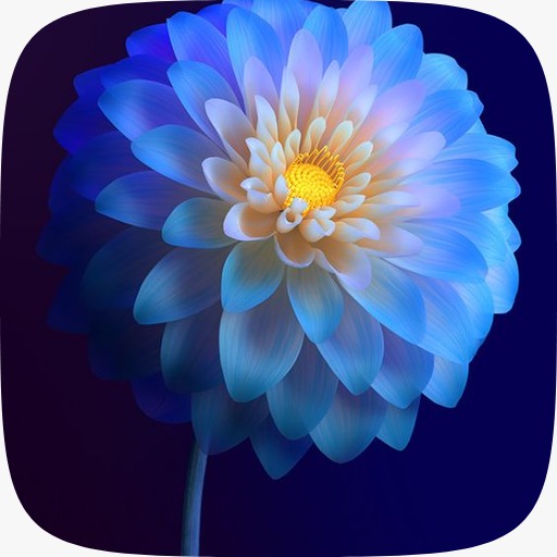 Flowers Wallpaper logo