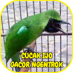 Cover Image of ダウンロード Kicau Cucak Ijo Gacor Ngentrok Offline 1.9 APK