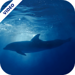 Cover Image of Download Dolphins Underwater Video Live  APK