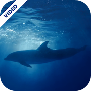 Dolphins Underwater Video Live Wallpaper