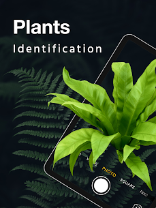 LeafSnap Plant Identification 8