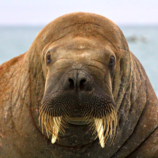 Walrus Sounds logo