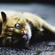 Top 39 Photography Apps Like Cute Cats Wallpapers HD - Best Alternatives