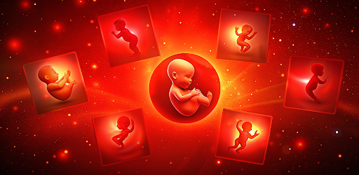 Pregnancy Week by week