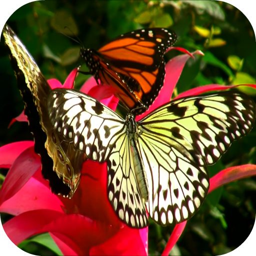 Butterfly And Flower Video LWP  Icon